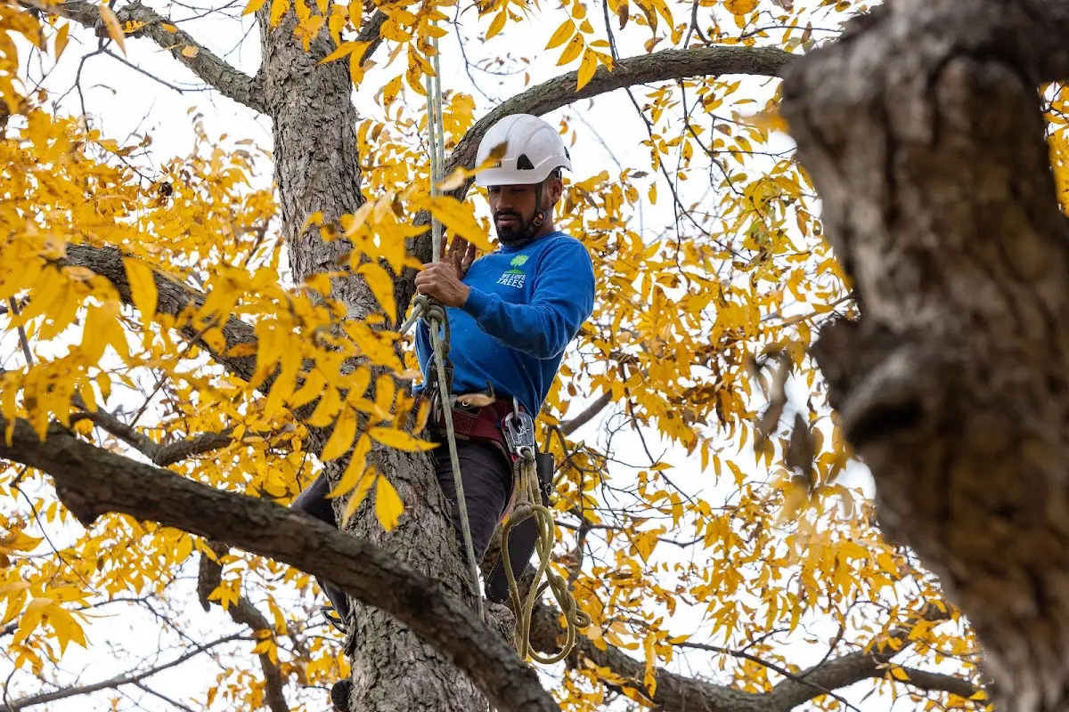 Skilled Tree Planing crew working in Fort Polk