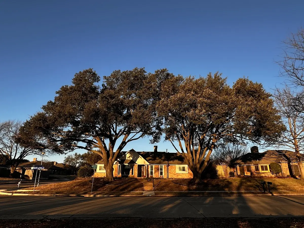 Established residential canopy tree shading a home in Fort Polk